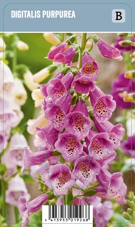 Rohtosormustinkukka – Digitalis purpurea VIPS