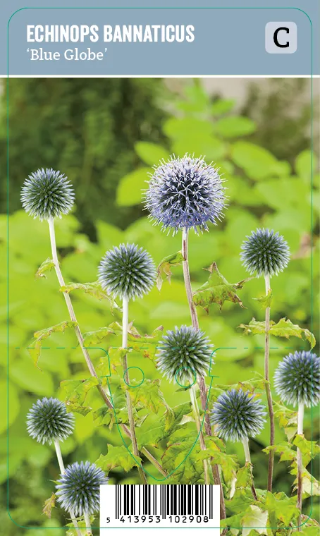 Sinipallo-ohdake – Echinops bannaticus ‘Blue Globe’ VIPS