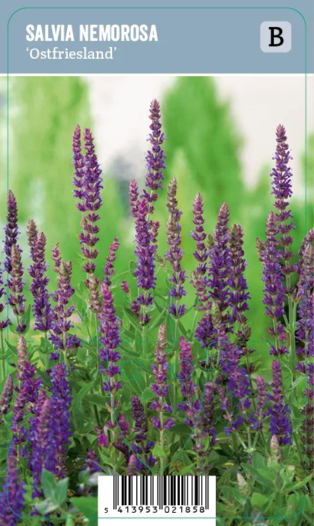 Loistosalvia – Salvia nemorosa ‘Ostfriesland’ VIPS
