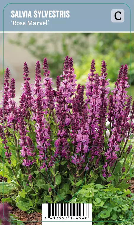 Lehtosalvia – Salvia nemorosa ‘Rose Marvel’ VIPS