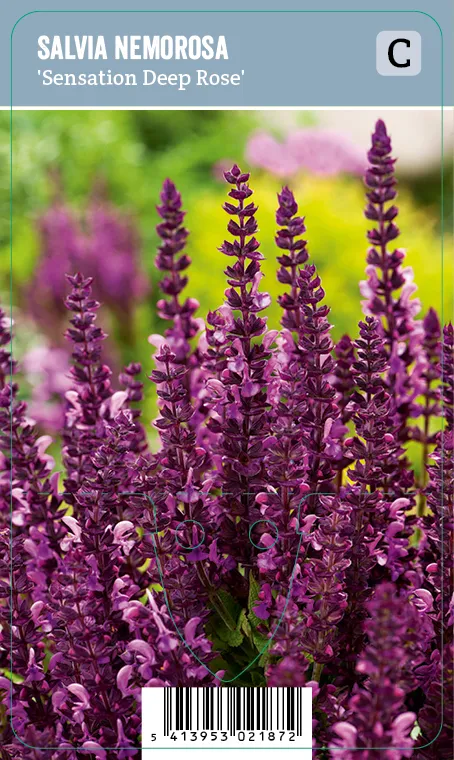 Loistosalvia – Salvia nemorosa ‘Sensation Deep Rose’ VIPS