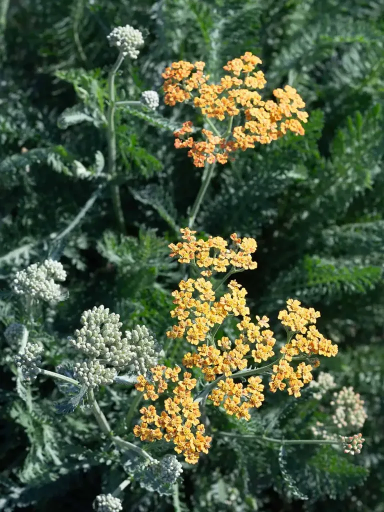 Keltasiankärsämö – Achillea millefolium ‘Terracotta’ Viro