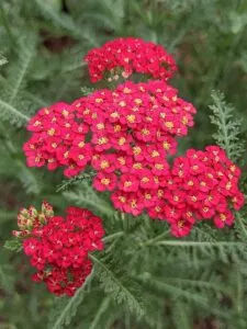 Punakärsämö – Achillea millefolium ‘Paprika’ Viro