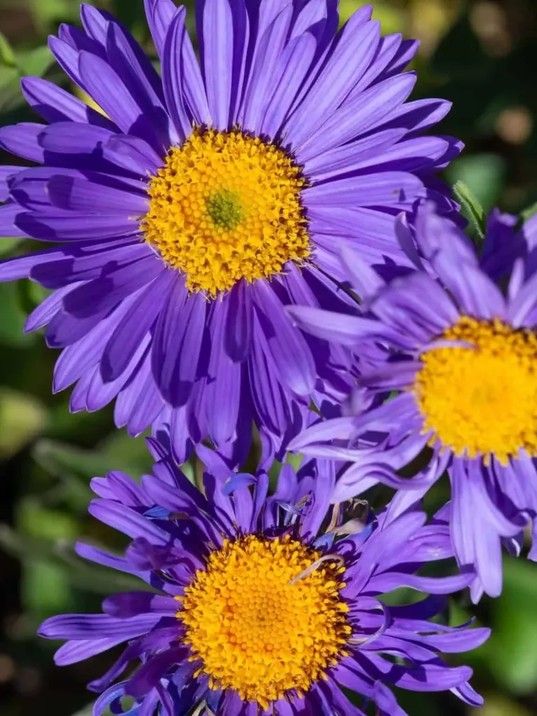 Alppiasteri – Aster alpinus ‘Dunkle Schöne’ Viro