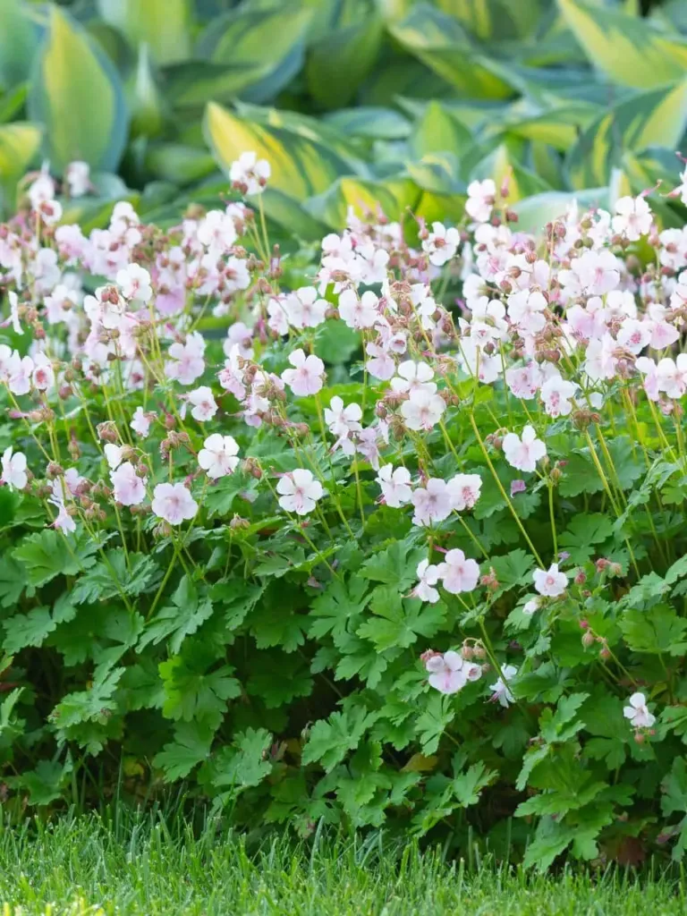 Peittokurjenpolvi – Geranium cantabrigiense ‘Biokovo’ Viro