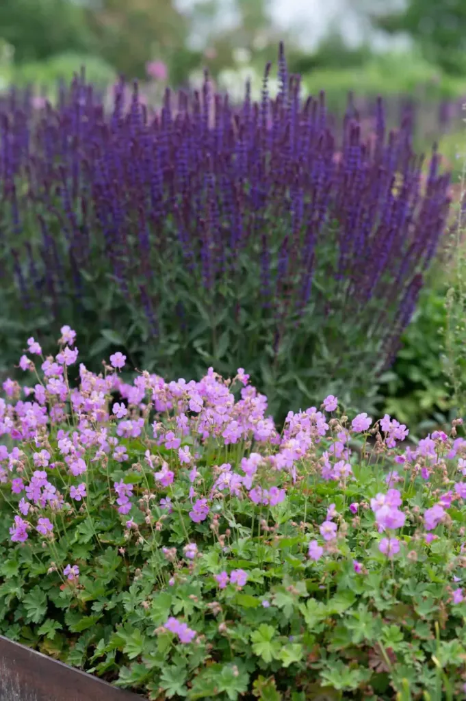 Peittokurjenpolvi – Geranium cantabrigiense ‘Cambridge’ Viro