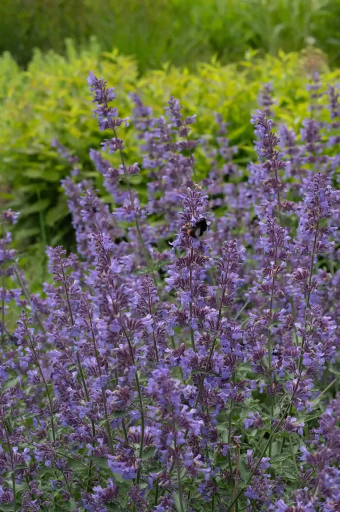 Mirrinminttu – Nepeta × faassenii ‘Walker’s Low’ Viro
