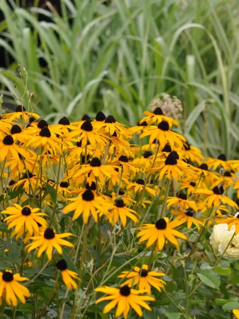 Loistopäivänhattu – Rudbeckia fulgida ‘Goldsturm’ Viro