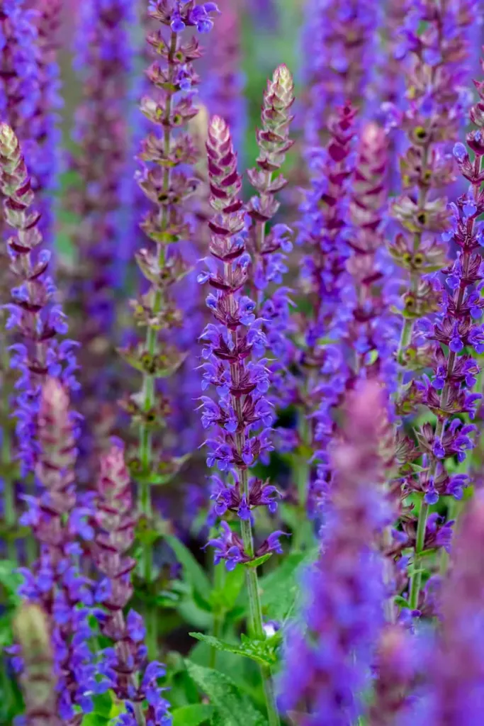 Loistosalvia – Salvia nemorosa ‘Ostfriesland’ Viro