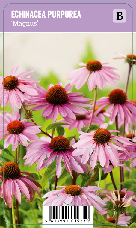 Kaunopunahattu – Echinacea purpurea ‘Magnus’ Viro