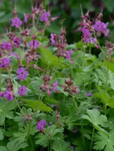 Tuoksukurjenpolvi – Geranium macrorrhizum ‘Bevan’s Variety’ Viro