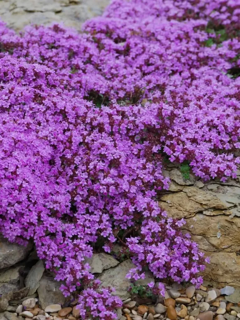 Harmaa-ajuruoho – Thymus praecox ‘Coccineus’ Viro