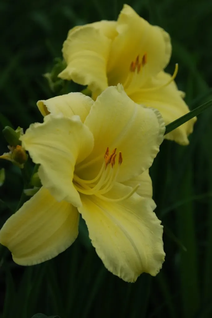 Tarhapäivänlilja – Hemerocallis ‘Fragrant Reflection’ Viro