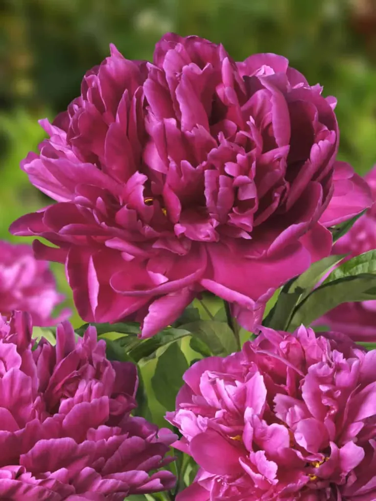 Pioni, Kiinanpioni – Paeonia (LD) ‘Karl Rosenfield’ Viro
