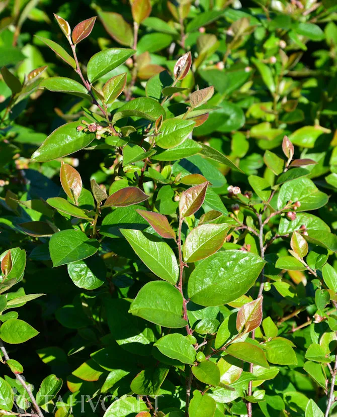 KIILTOTUHKAPENSAS
(Cotoneaster lucidus)