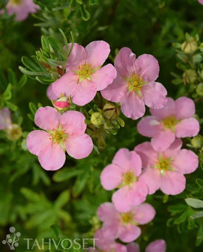 Pensashanhikki ‘Lovely Pink’
Dasiphora fruticosa ‘Lovely Pink’