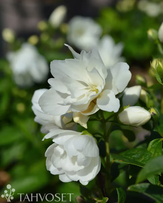 Jasmike
Philadelphus ‘Little White Love’®