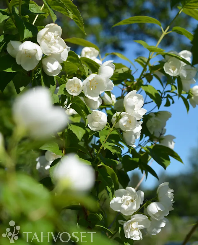 Kameliajasmiike – Philadelphus × virginalis
