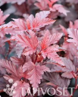 Purppuraheisiangervo – Physocarpus opulifolius ‘Hoogi016’ Little Angel®