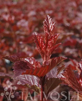 Purppuraheisiangervo – Physocarpus opulifolius ‘Lady in Red’