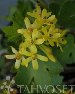 Kultaherukka – Ribes aureum