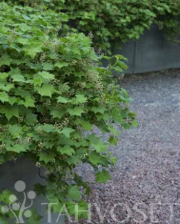 Lamohherukka – Ribes glandulosum