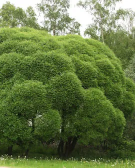 Terijoensalava – Salix fragilis ‘Bullata’