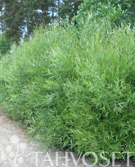 Koripaju – Salix viminalis