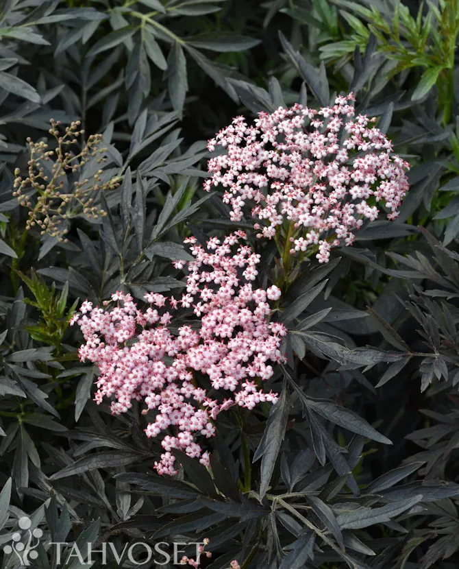Mustaselja – Sambucus nigra ‘Cherry Lace’