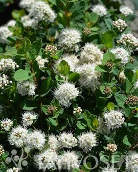 Lumikkiverhoangervo FinE – Spiraea beauverdiana ‘Lumikki’