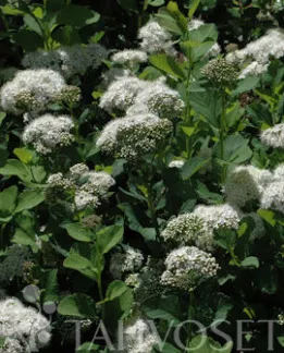 Koivuangervo – Spiraea betulifolia