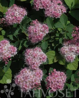 Rinneangervo – Spiraea densiflora