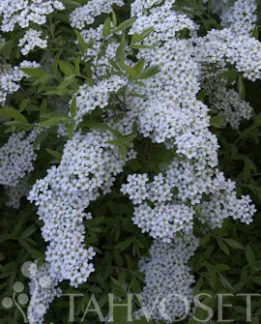 Norjanangervo – Spiraea ‘Grefsheim’