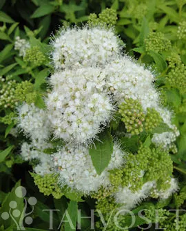 Valkoruusuangervo – Spiraea japonica ‘Albiflora’