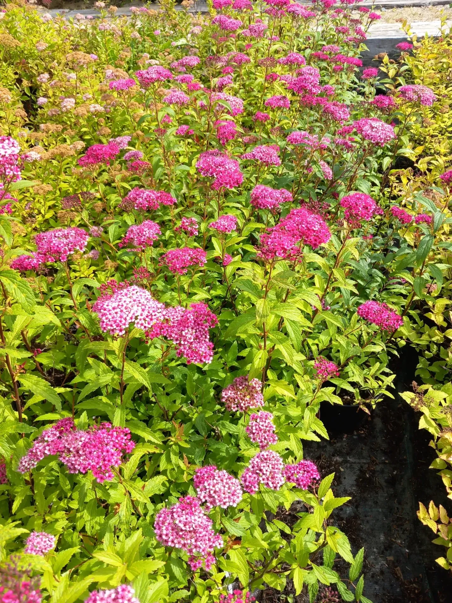 Tummaruusuangervo – Spiraea japonica ‘Anthony Waterer’