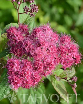 Ruusuangervo – Spiraea japonica ‘Froebelii’