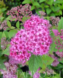 Tummakeijuangervo – Spiraea japonica ‘Lilly’