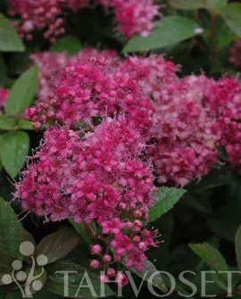 Tummakeijuangervo – Spiraea japonica ‘Manon’