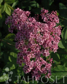 Loistoangervo – Spiraea japonica ‘Odensala’