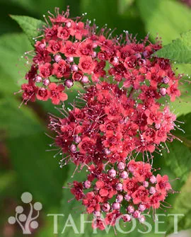 Japaninangervo – Spiraea japonica ‘SMNSJMFR’ Double Play® Red