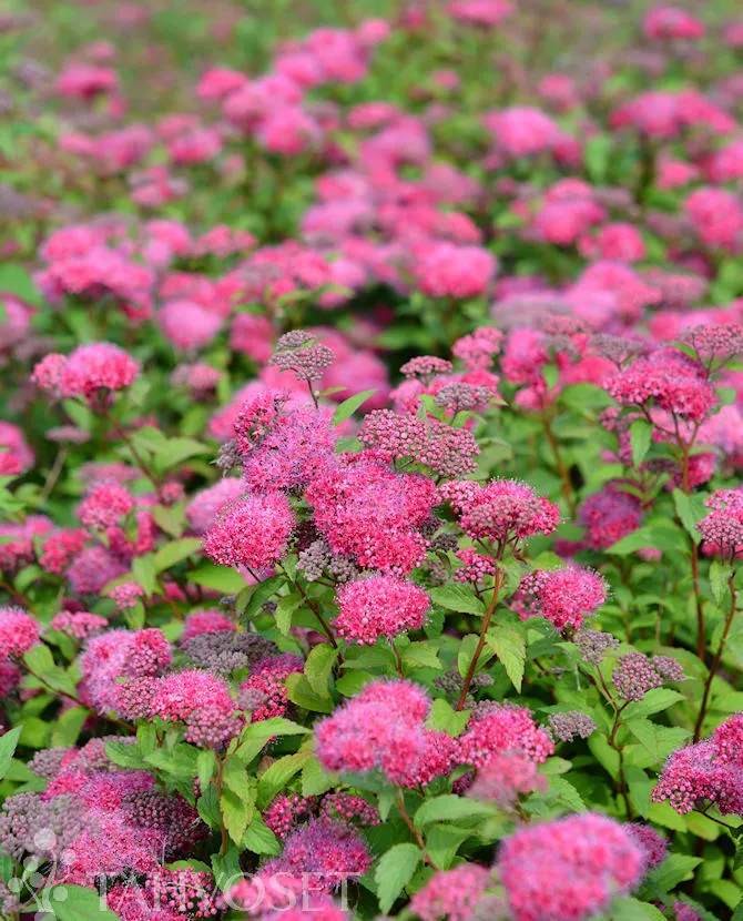 Ruusuangervo – Spiraea × bumalda ‘Superstar™’