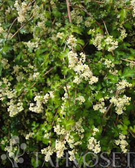 Seppelvarpu – Stephanandra incisa ‘Crispa’