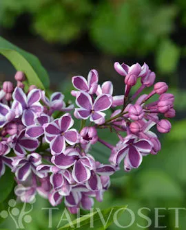 Jalosyreeni – Syringa vulgaris ‘Sensation’