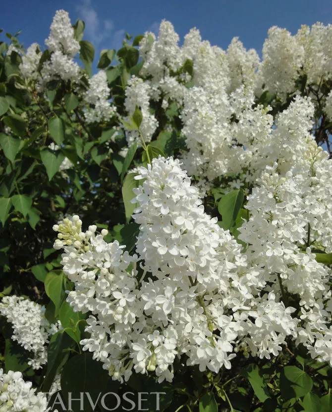 Pihasyreeni, valkoinen – Syringa vulgaris ‘Alba’