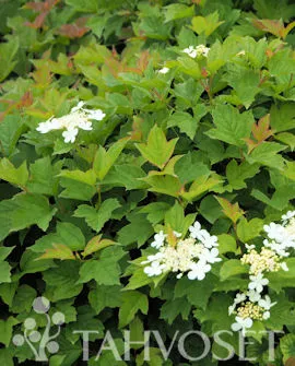 Kääpiökoiranheisi – Viburnum opulus ‘Kallion Pallo’