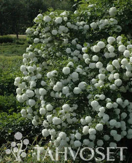 Lumipalloheisi FinE – Viburnum opulus ‘Pohjan Neito’