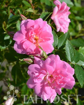 Puistoruusu FinE – Rosa ‘Ilo’