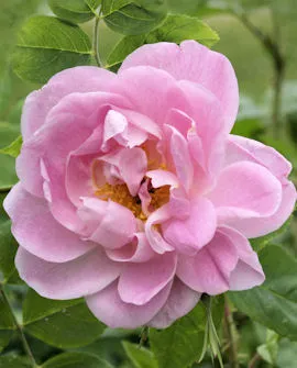Mustialanruusu – Rosa ‘Minette’