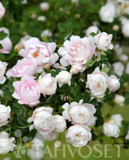 Juhannusmorsian morsionruusu FinE – Rosa (Pimpinellifolia-ryhmä) ‘Juhannusmorsian’