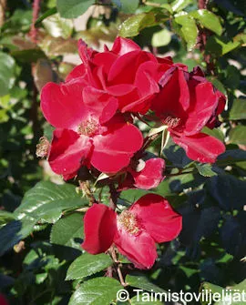 Puistoruusu – Rosa (Puistoruusu-ryhmä) ‘Robusta’
